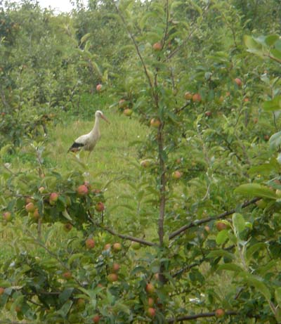 Stork in Lviv orchard
