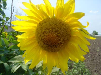 Moldova sunflower