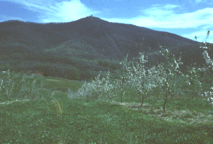 orchard