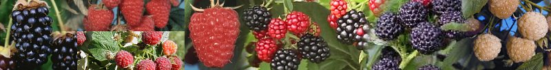 The North American Raspberry and Blackberry Association
