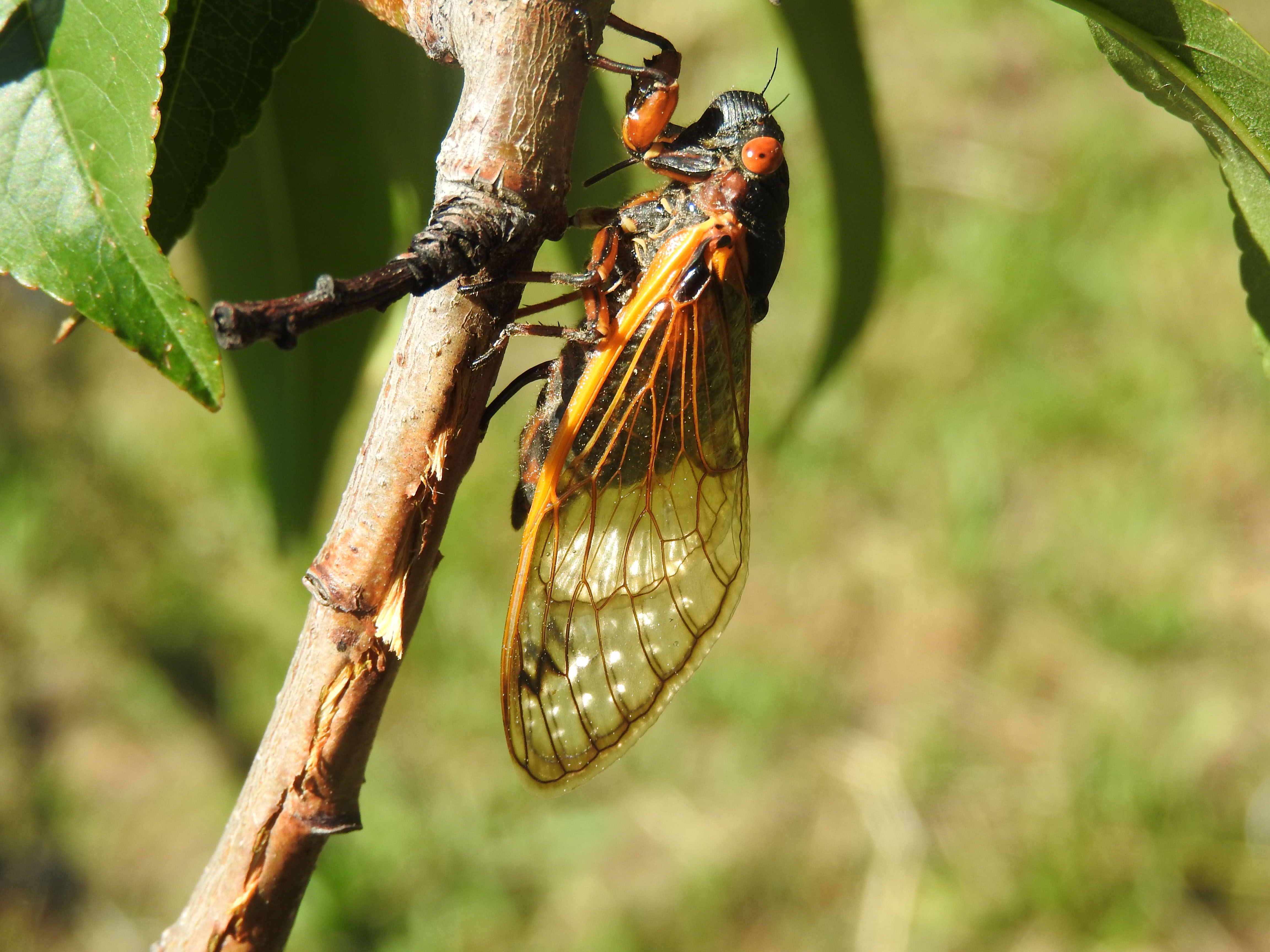 PeriodicalCicadaPeachInjuryArarat3Jun2020E