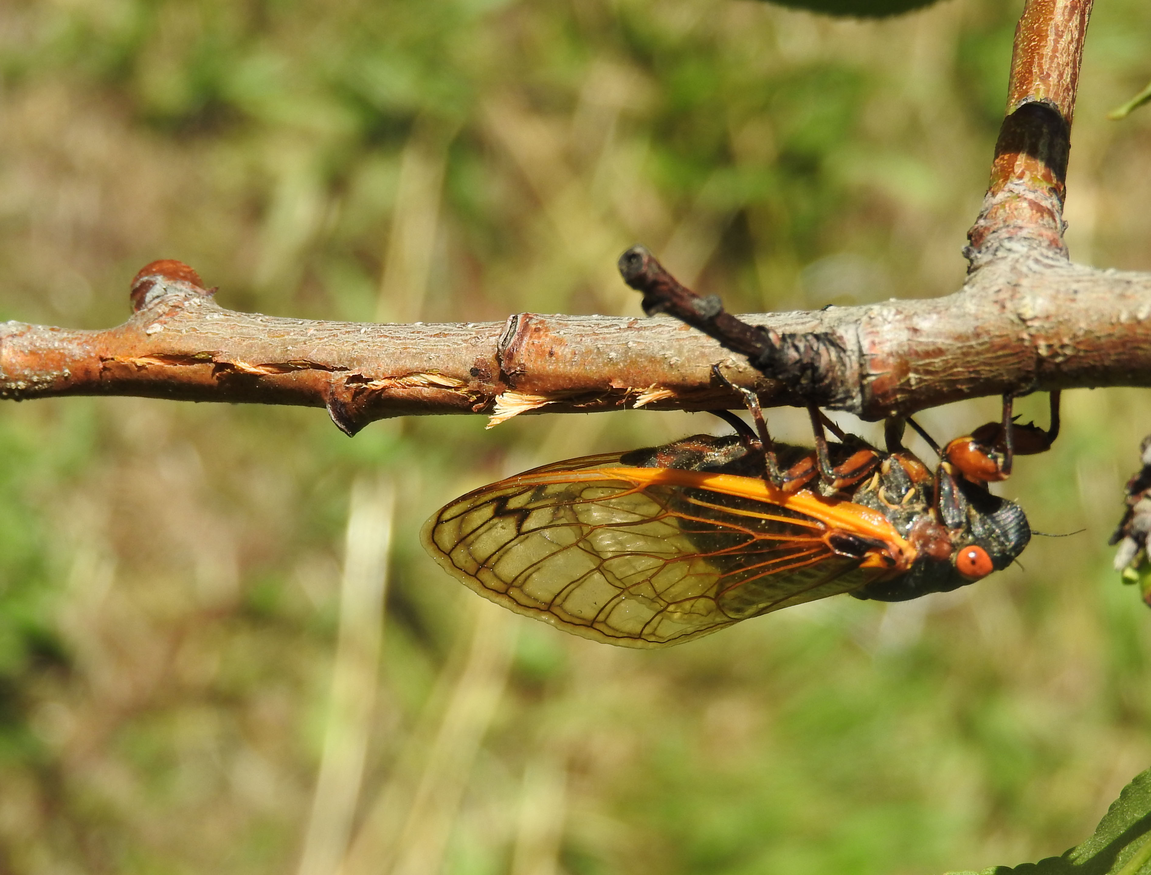 cicada.jpg