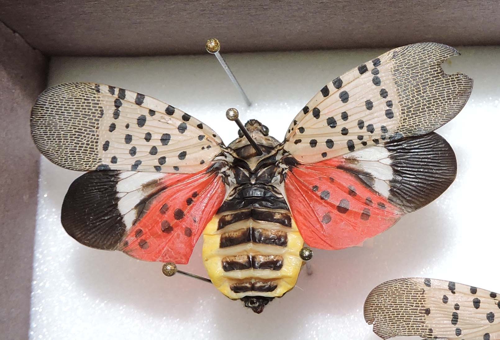 SpottedLanternfly2.jpg