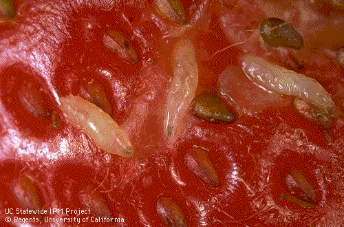 Fruit clearance fly larvae