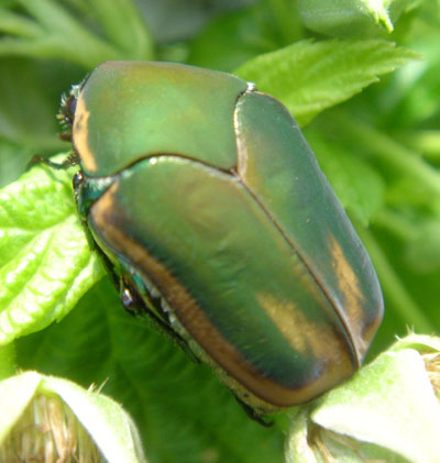 green june beetle life cycle